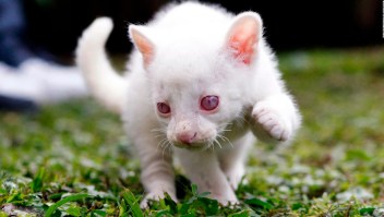 Mira el inusual felino albino hallado en Colombia