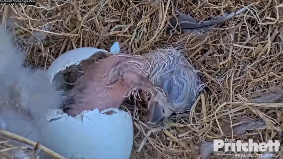 Nacimiento de águila calva es captado por cámaras