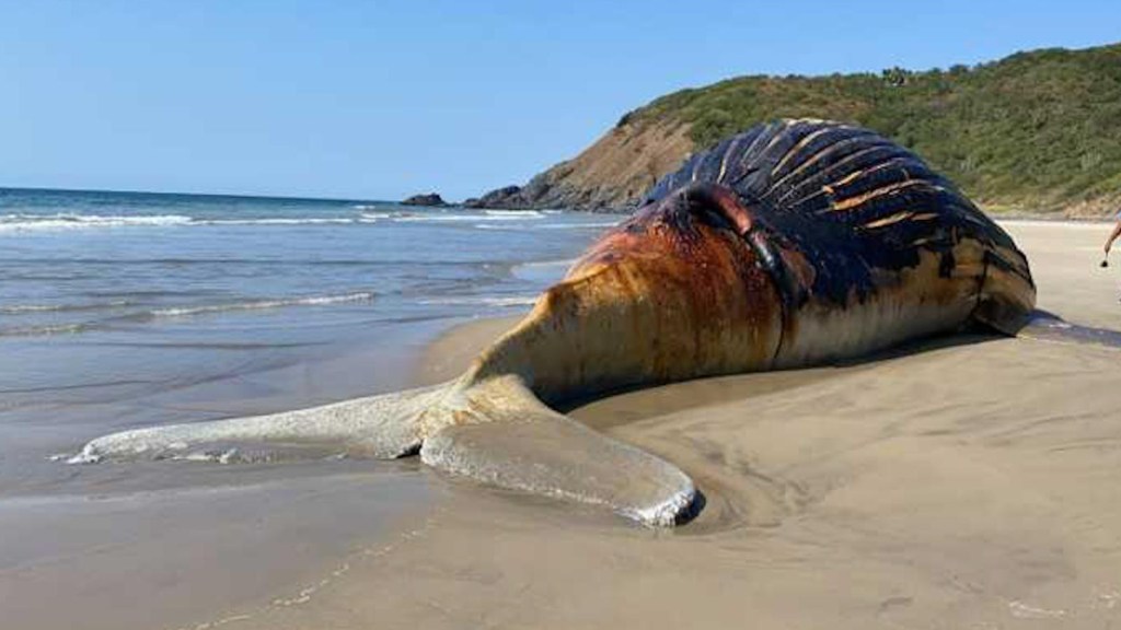 Hallan ballena jorobada sin vida en playa de Guerrero