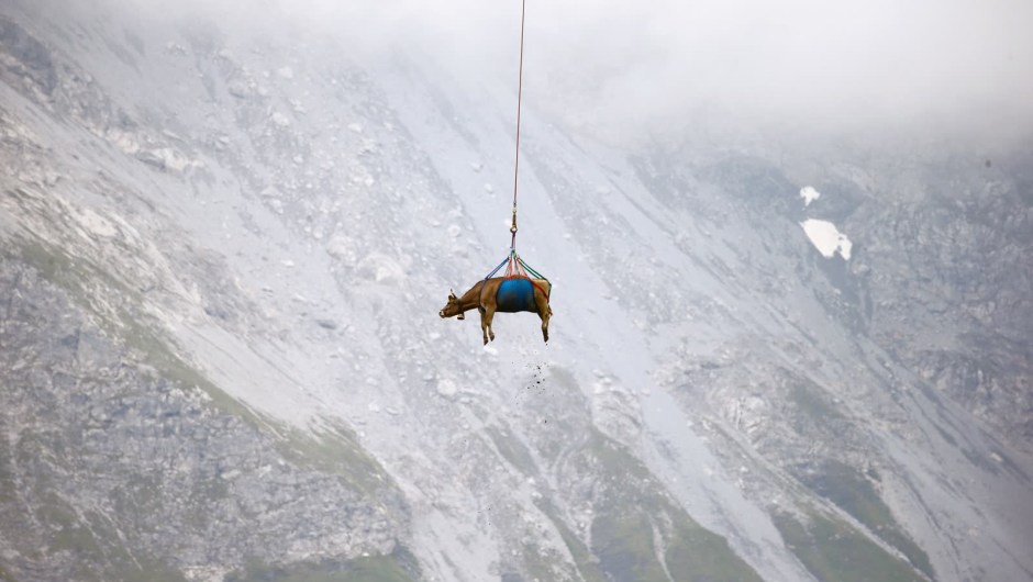 27 de agosto: una vaca herida es transportada por un helicóptero cerca del puerto de montaña de Klausen, en Suiza. (Crédito: Arnd Wiegmann/Reuters)