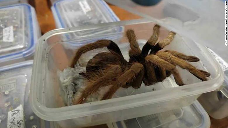 Colombia: Funcionarios incautaron cientos de tarántulas, cucarachas y un escorpión.