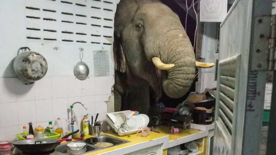 Un elefante entra a una casa en Tailandia
