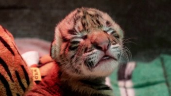 Zoológico de Dallas da la bienvenida a dos tigrillos de Sumatra