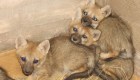 Espectacular rescate de 5 cachorros de zorro gris en La Pampa, Argentina