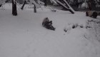 Así disfruta este panda gigante la nieve fresca en un zoológico