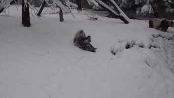 Así disfruta este panda gigante la nieve fresca en un zoológico