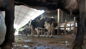 La crítica de Narda Lepes a la producción de ganado