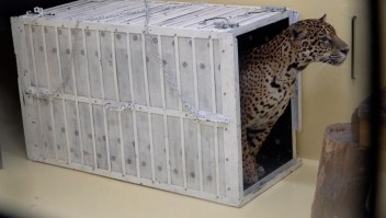 Así liberan a un jaguar en reserva natural de Argentina