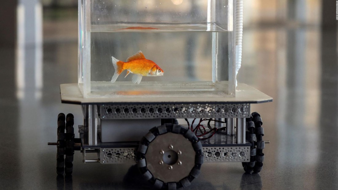 Científicos enseñan a peces dorados a conducir un vehículo