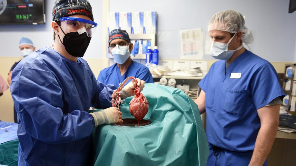 Médicos trasplantan un corazón de cerdo en un humano