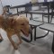 Perros ahora detectan casos de covid-19 en una escuela