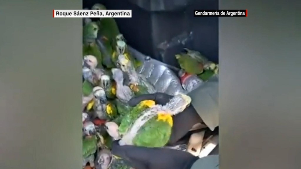 Uratowali ponad 100 papug, które podróżowały w pudle