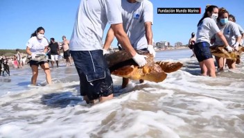 Rehabilitan a 6 tortugas y vuelven al mar