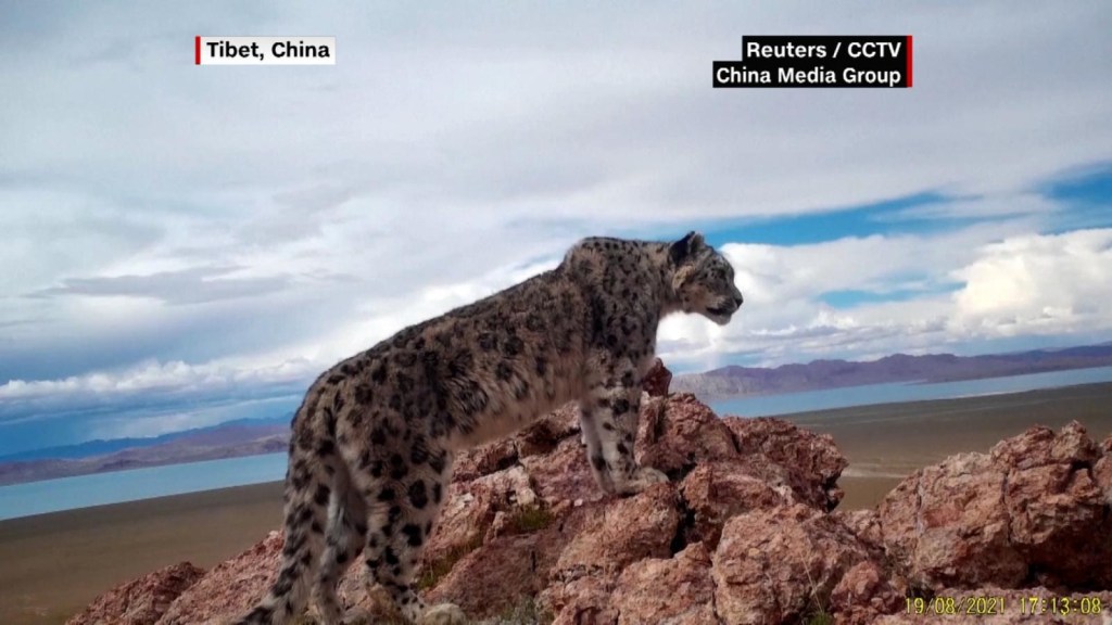 Captan a raros leopardos de las nieves en el Tíbet