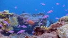 arrecife Tahití