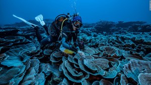 arrecife coral Tahití