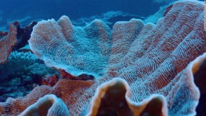 arrecife de coral Tahití