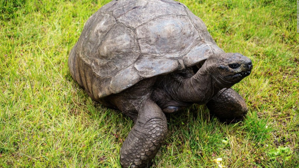 This is the longest living land animal in the world