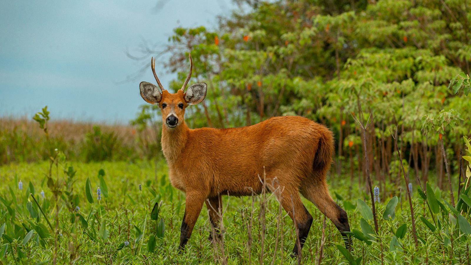 Reintroducen especie no vista en 100 a os en una provincia de Argentina