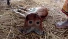 Calf born with two heads in India