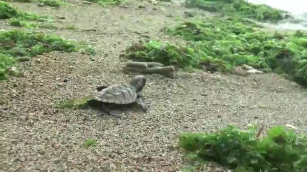 Endangered turtles return to the sea