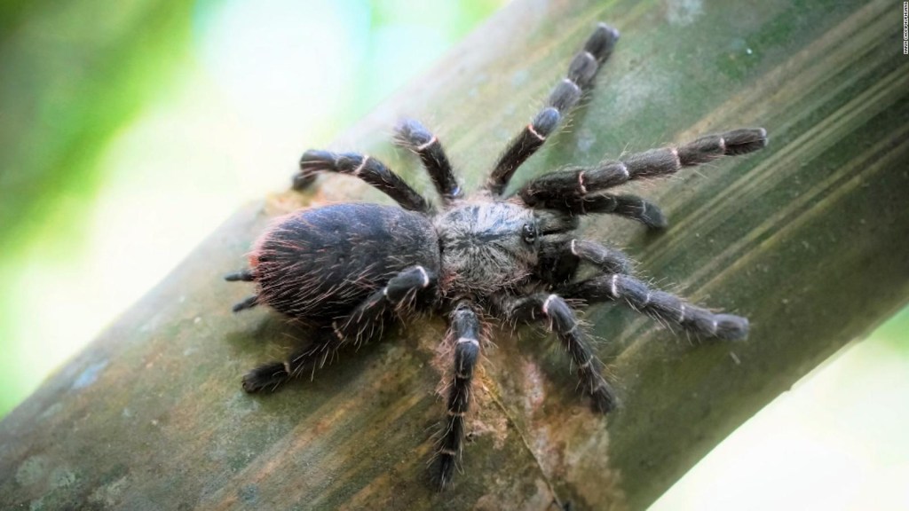Tarantula is a strange new species found in Thailand