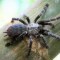 Descubren nueva y extraña especie de tarántula en Tailandia