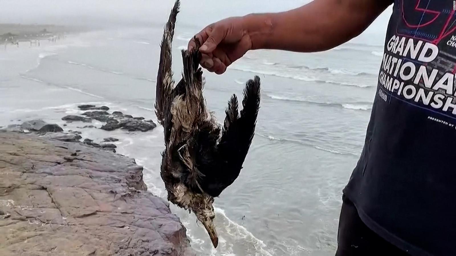 Animales muertos aparecen en playas de Perú tras derrame de petróleo