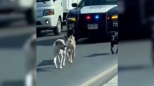 Salva a perritos que cruzaban carretera de Monterrey