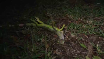 El frío en Miami hace caer las iguanas