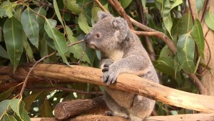¿Por qué Australia invertirá US$35 millones en koalas?