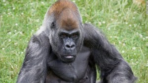 El zoológico de Atlanta consideraba a este gorila una leyenda.