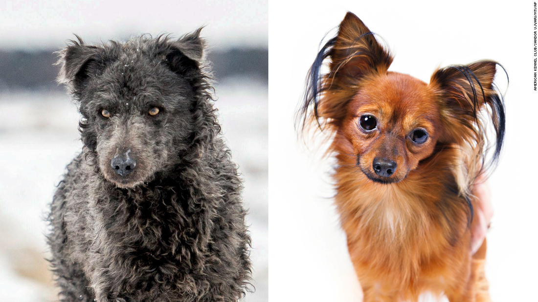 Refrescante Actual travesura Las nuevas razas de perros reconocidas por el American Kennel Club