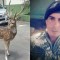 Ciervo mascota de Mario Abdo Benítez mata a un militar en la residencia presidencial de Paraguay