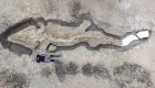 The remains of a 10-meter-long prehistoric 