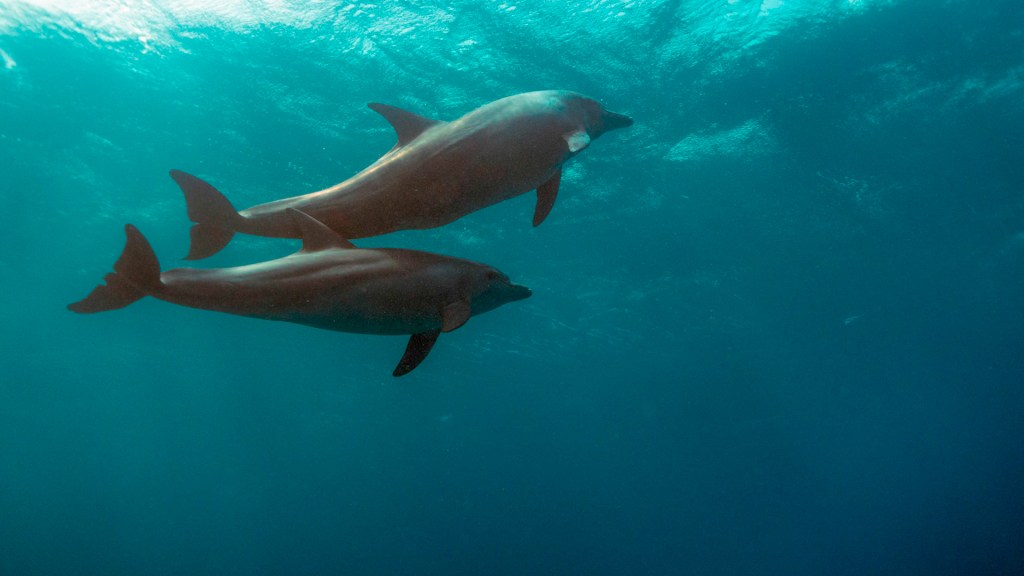 Descubre que las hembras delfín tienen un clítoris similar al de los humanos y sienten placer sexual