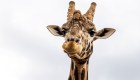 jirafa bebe zoo santa barbara cnn redaccion buenos aires