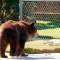Buscan a oso que ha entrado a casi 30 casas en California