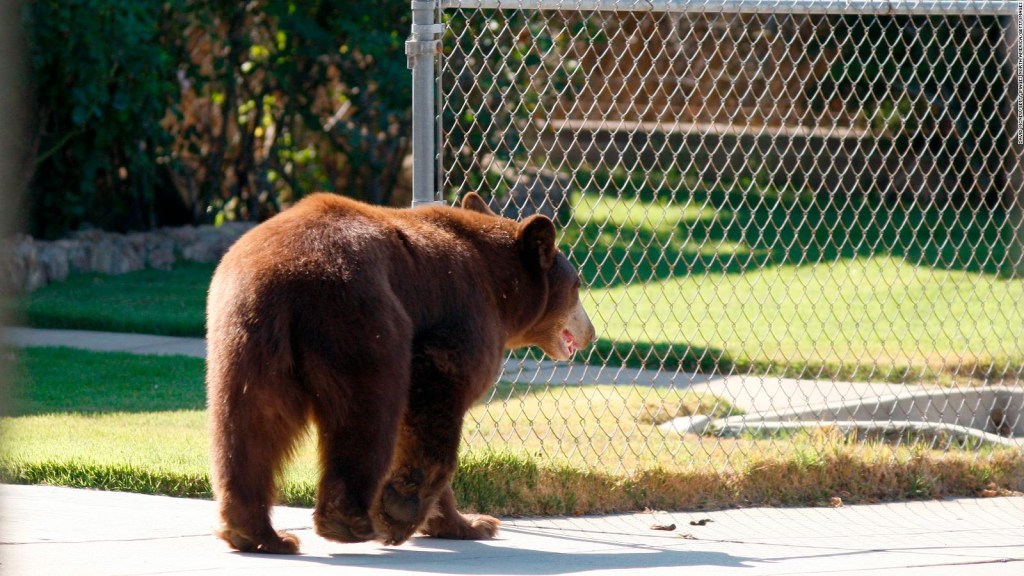 They are looking for a bear that has entered almost 30 houses in California