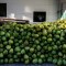 Descubren cocaína en 20.000 cocos que iban a Europa