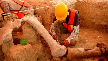 México: los secretos de cientos de huesos de mamut