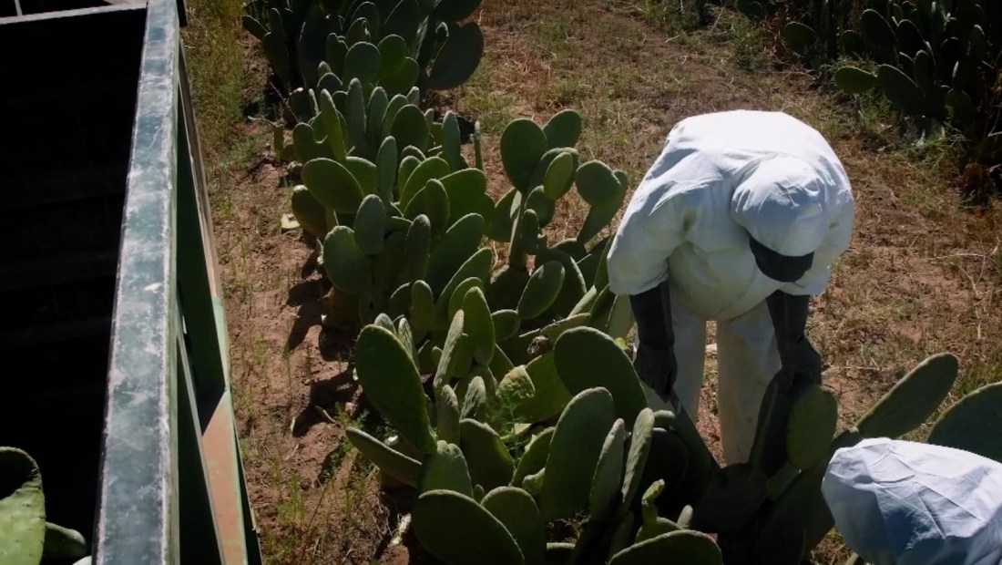 Mexicanos crean imitación de piel animal a base de nopal