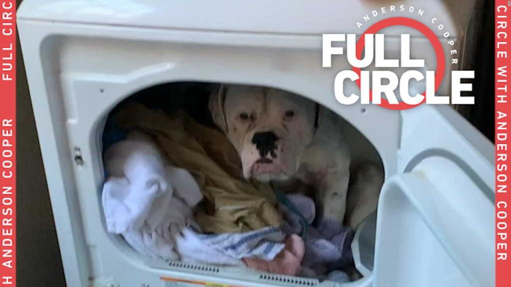 A dog refuses to get out of a dryer because of the cold and goes viral