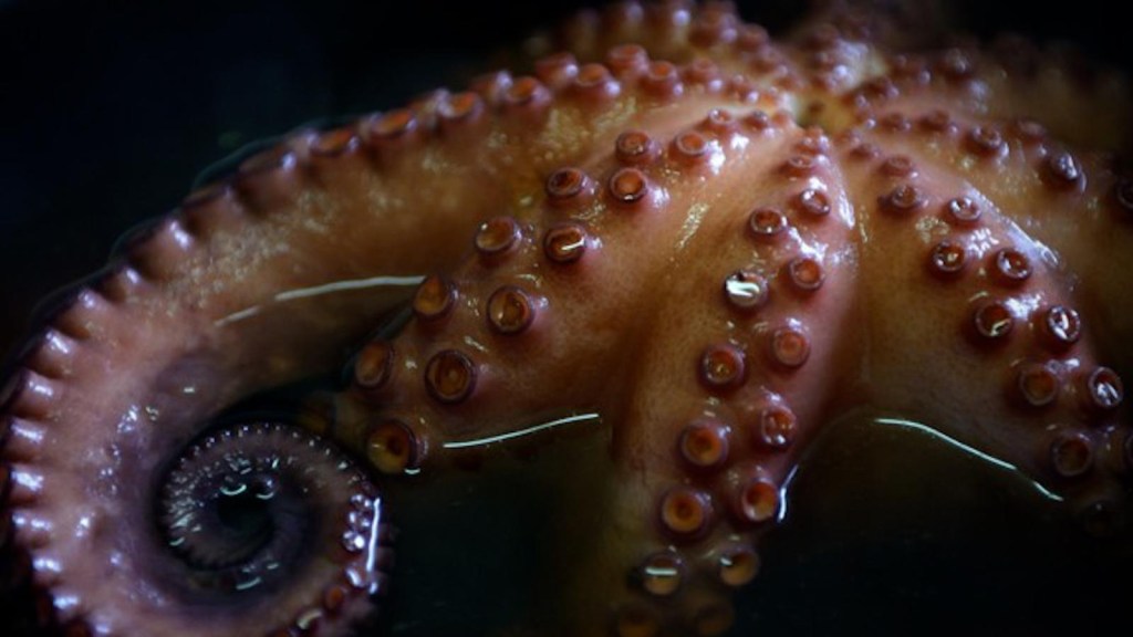 Sustainable octopus farm cooperative created in Mexico