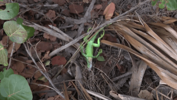 "Llueven" iguanas en Florida: te explicamos cómo y por qué ocurre