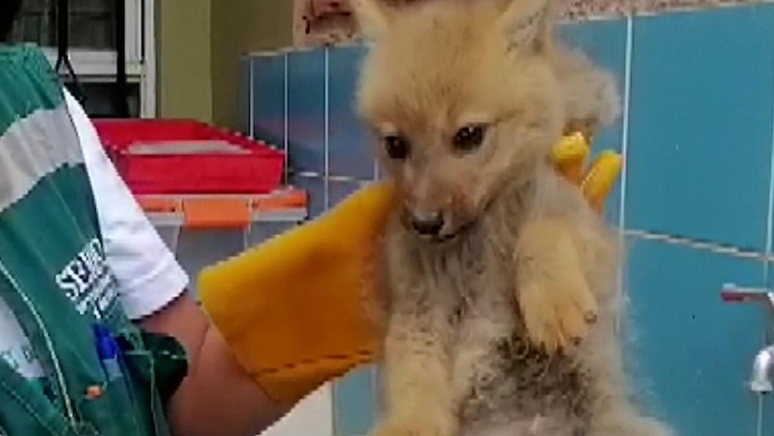 Rescatan a cría de zorro en Perú