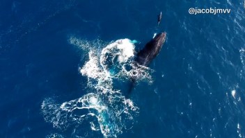 Una ballena y un delfín protagonizan espectáculo marino
