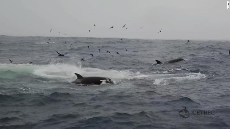 Orcas cazando a una ballena azul 