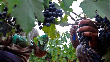 Las sequías afectan a esta capital mundial del vino