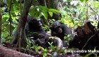 Documentan por primera vez a chimpancés aplicando "medicina" a otros